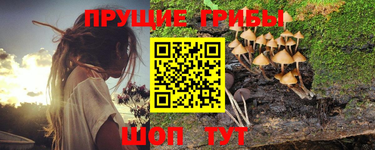 Ивантеевка  Псилоцибиновые грибы Psilocybine cubensis  Вход с VPN 